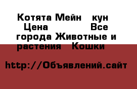 Котята Мейн - кун › Цена ­ 19 000 - Все города Животные и растения » Кошки   